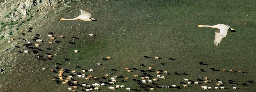 GÖKYÜZÜ ÜLKESİ MOĞOLİSTAN ve NAADAM FESTİVALİ