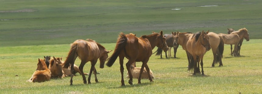 GÖKYÜZÜ ÜLKESİ MOĞOLİSTAN ve NAADAM FESTİVALİ