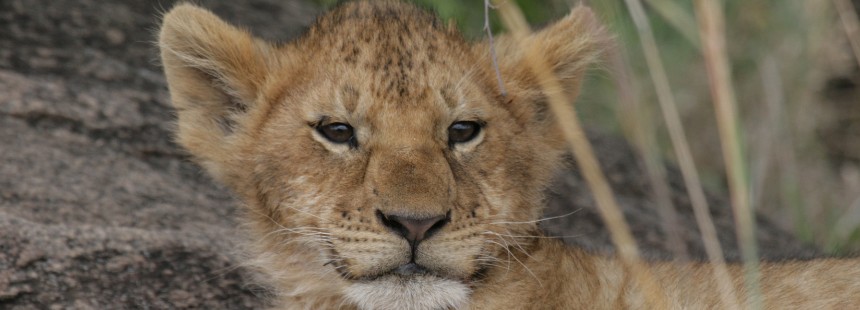 AFRİKA’DA SAFARİ: KENYA - TANZANYA  - ZANZİBAR 