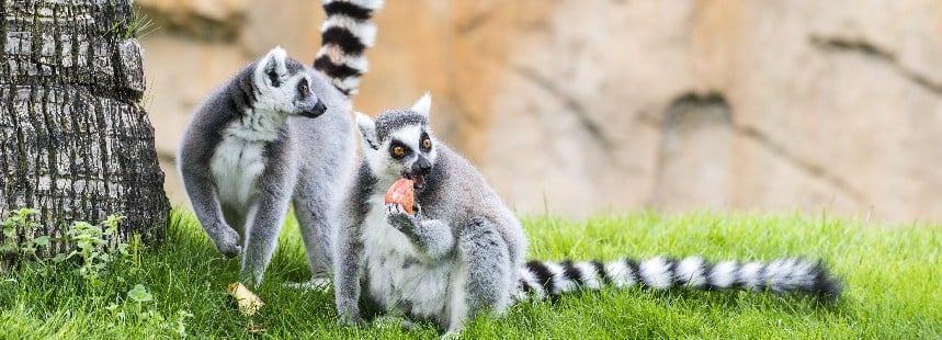 SİHİRLİ ADALAR ÜÇGENİ MAURITIUS, RÉUNION ve MADAGASKAR 