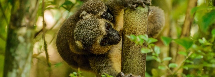 SİHİRLİ ADALAR ÜÇGENİ MAURITIUS, RÉUNION ve MADAGASKAR 