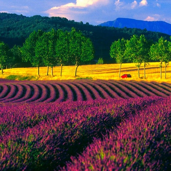 GÜNEŞ İMPARATORLUĞU PROVENCE