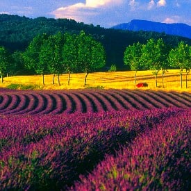 GÜNEŞ İMPARATORLUĞU PROVENCE