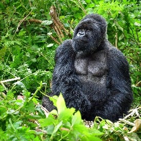 RUANDA UGANDA GORİL SAFARİSİ 