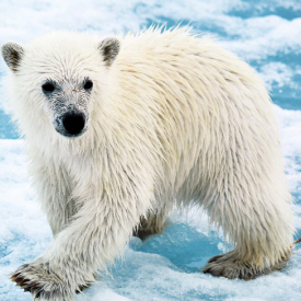 M/S QUEST GEMİSİ İLE SVALBARD’DA BAHAR ZAMANI TURU