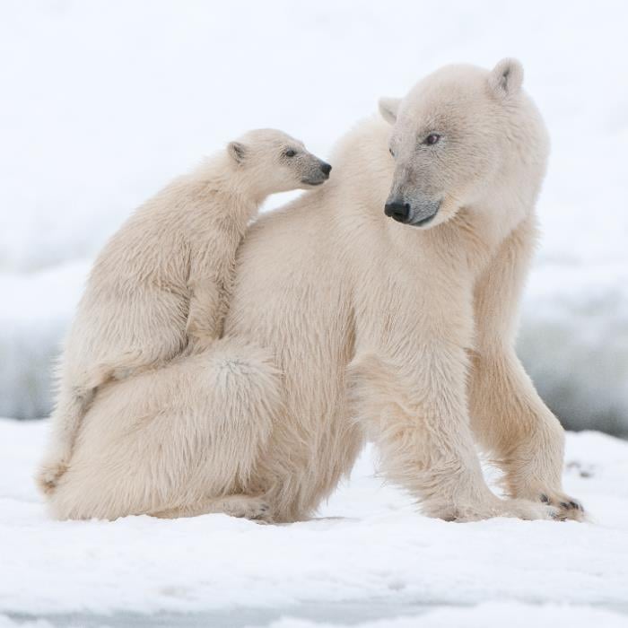 KUZEY KUTBU 81 DERECEYE YOLCULUK 