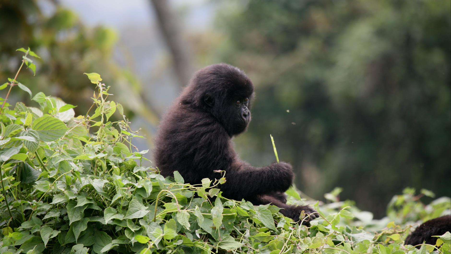 RUANDA - UGANDA GORİL SAFARİSİ