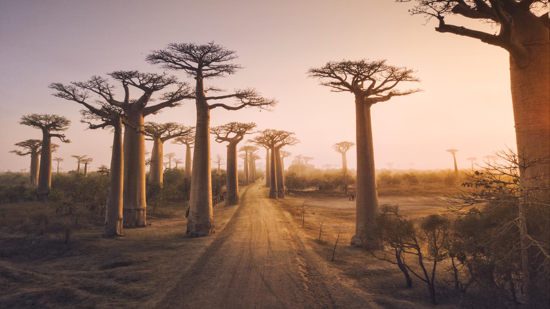 MADAGASKAR GEZİSİ