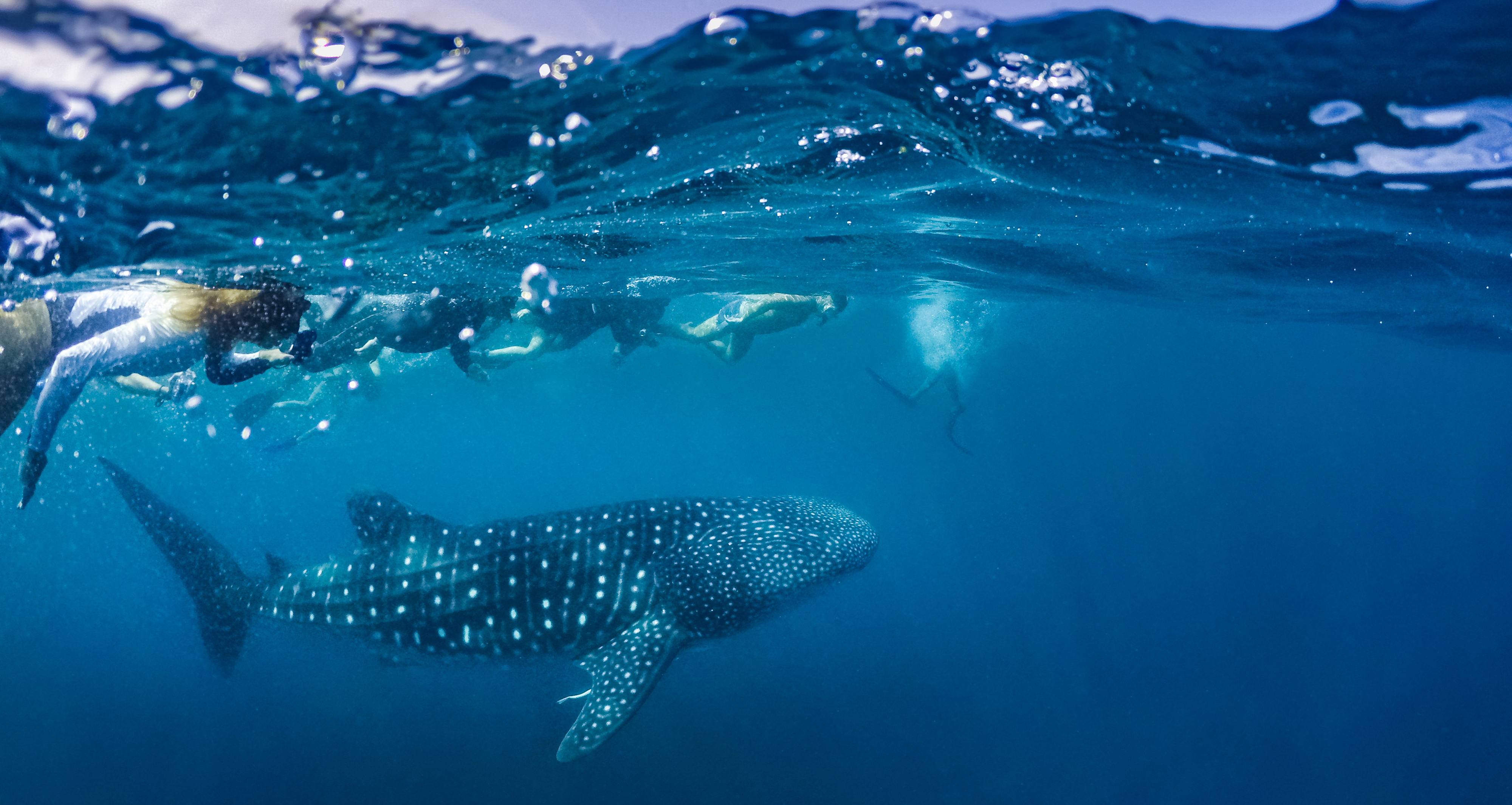 Balina Köpekbalığı